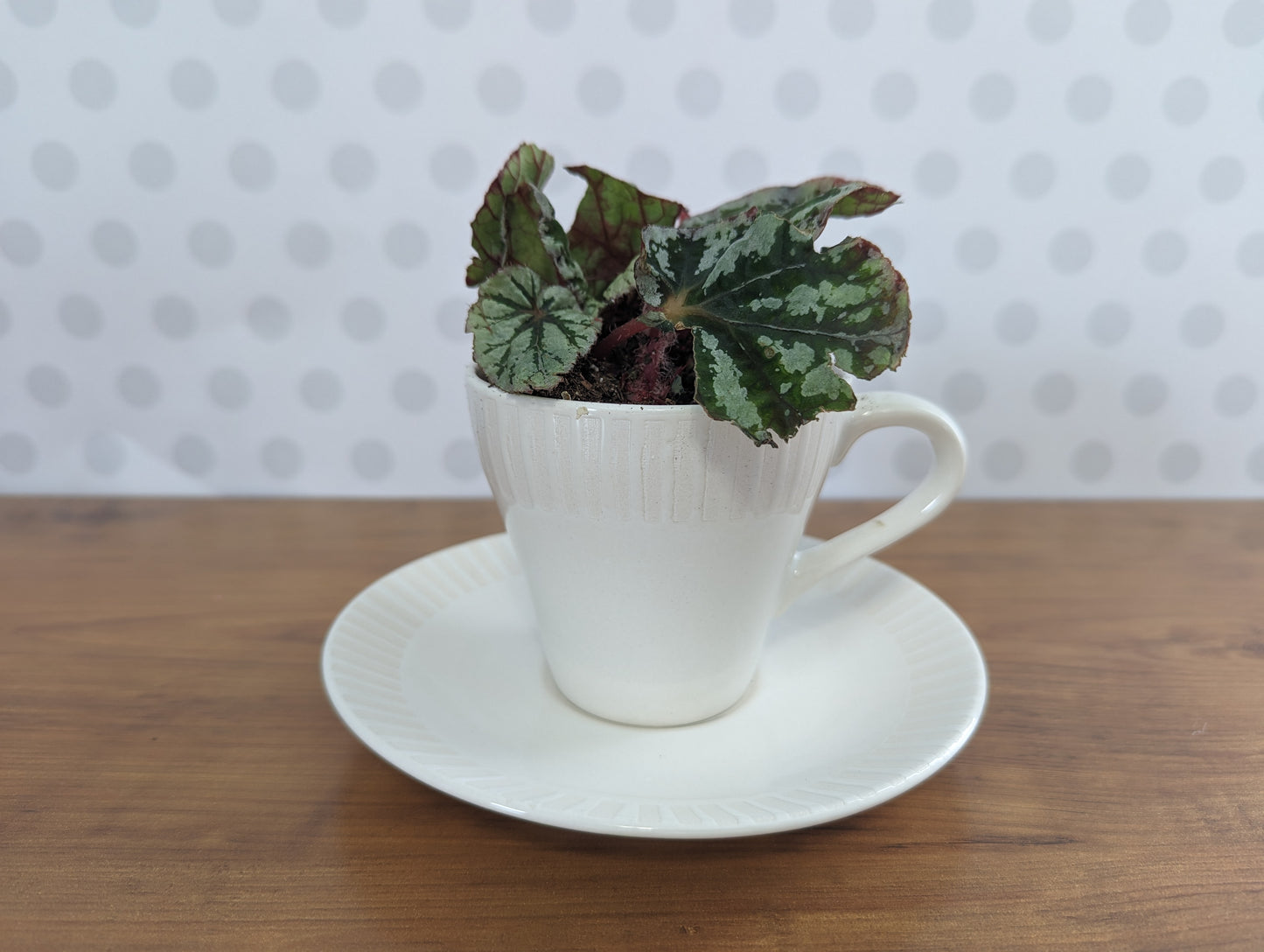 Teacup Planter